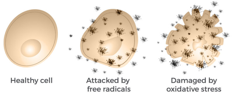 Free radical skin damage antioxidants anti aging solution