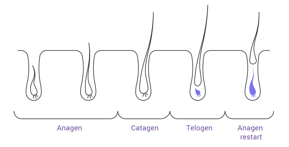 Hair growth cycle anagen catagen telogen